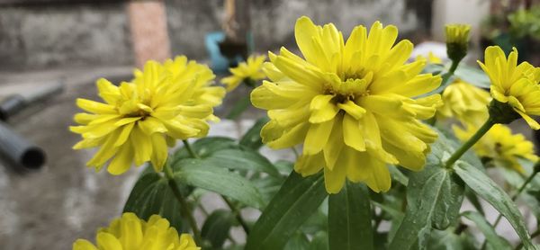 Close-up of yellow flowering plant