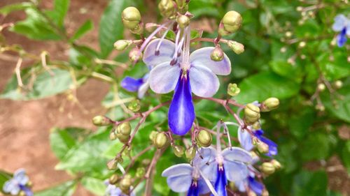 Close-up of purple flowers blooming outdoors