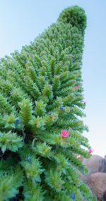 Close-up of cactus plant against sky
