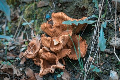 Close-up of mushrooms on dry leaves