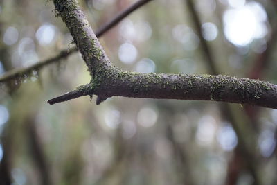 Close-up of raindrops on branch