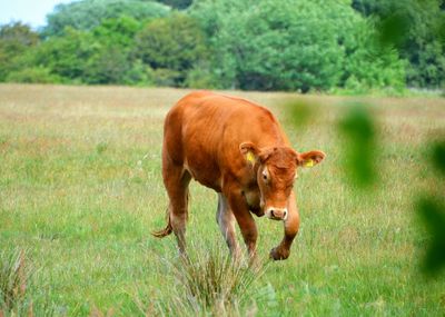 Cow on field