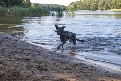 Dog running in a lake