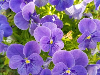 Close-up of purple flowers