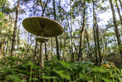 Low angle view of mushroom growing in forest