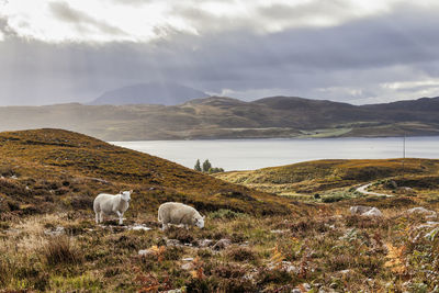 View of sheep on shore