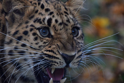 Close-up of leopard