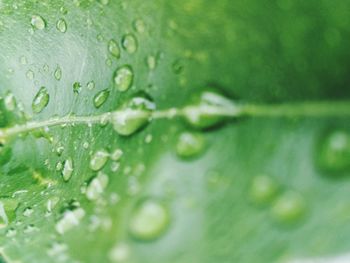 Close-up of water drops on leaves