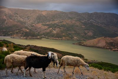 Sheep standing against lake