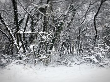 Close-up of frozen plants on land