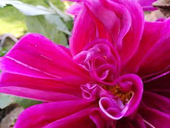 Close-up of pink flower blooming outdoors