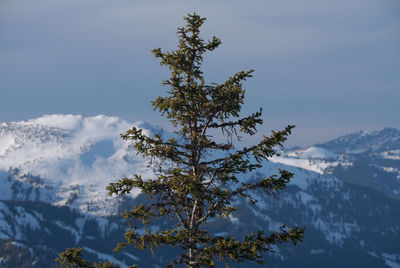 Close-up of tree against sky during winter