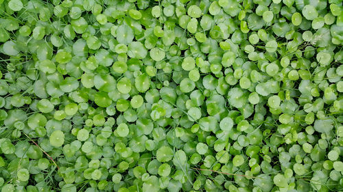 Full frame shot of green leaves in market