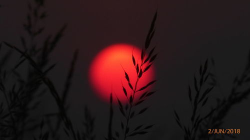 Close-up of silhouette plant against sky during sunset