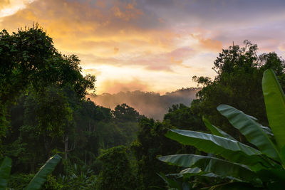 Scenic view of trees against sky during sunset