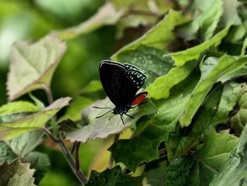 Close-up of butterfly pollinating on leaf