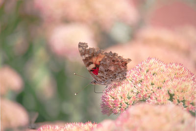 Close-up of butterfly pollinating on pink flower