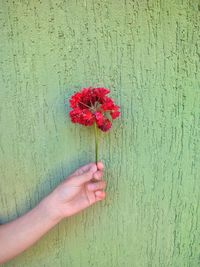 Cropped hand holding red flowering plant against wall