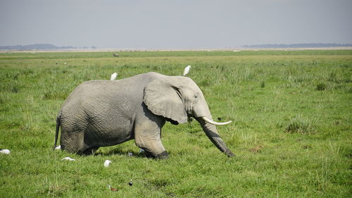 An elephant in wet land with birds resting on it