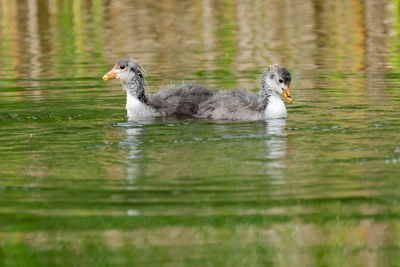 Wild duck in the water