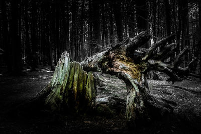 View of tree trunk in forest