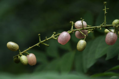 Close-up of berries growing on tree