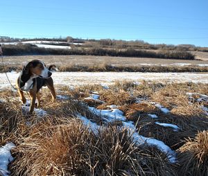 Dog winter 