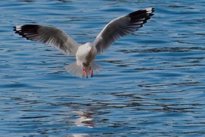 Seagull flying over water