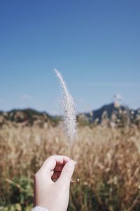 Close-up of hand holding dandelion