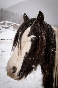 Close-up of a horse