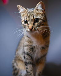 Close-up portrait of a cat