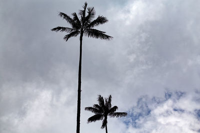 Low angle view of palm tree against sky