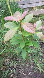 Close-up of wet plant