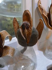 Close-up of succulent plant in glass window