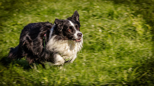 Black dog looking away in field