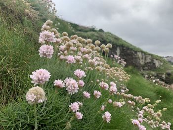 Close-up of pink flowering plants on field against sky