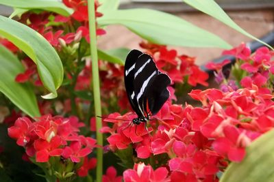 Close-up of butterfly pollinating on flower