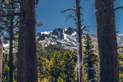 Scenic view of trees and mountains against sky