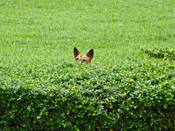 Rabbit on grassy field