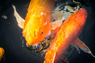 Fish swimming in pond