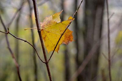 Close-up of dry leaf