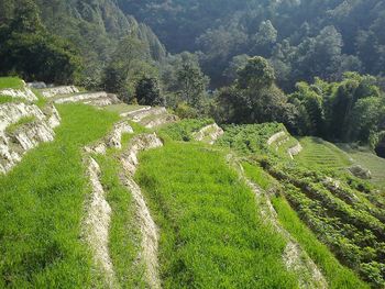 Scenic view of green landscape