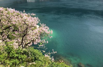 High angle view of plants by sea