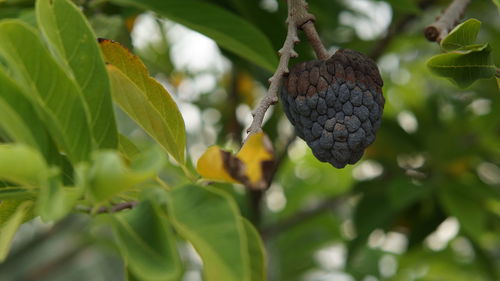 Close-up of fruits growing on plant