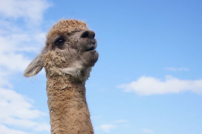 Low angle view of llama against sky