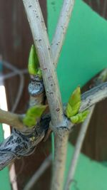 Close-up of lizard on tree