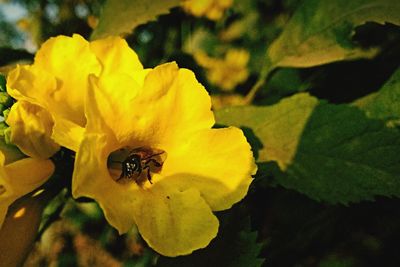 Close-up of insect on yellow flower