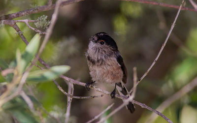 Close-up of bird perching on branch