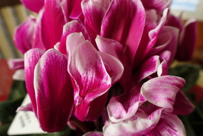 Close-up of pink flowering plant