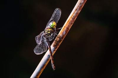 Close-up of dragonfly on twig